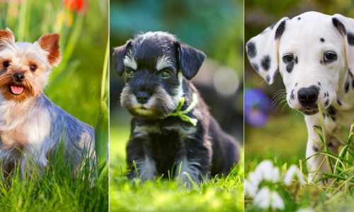 Las 10 razas de perro preferidas por los españoles