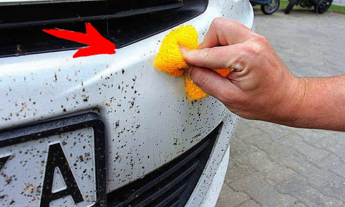 Los trucos definitivos para eliminar los mosquitos del coche